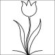 (image for) Tulip 3-L01433*