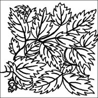 (image for) Peppermint Leaves-L01804*