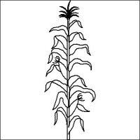 (image for) Corn Stalk-L03506*