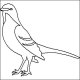 (image for) Mockingbird-L00073*